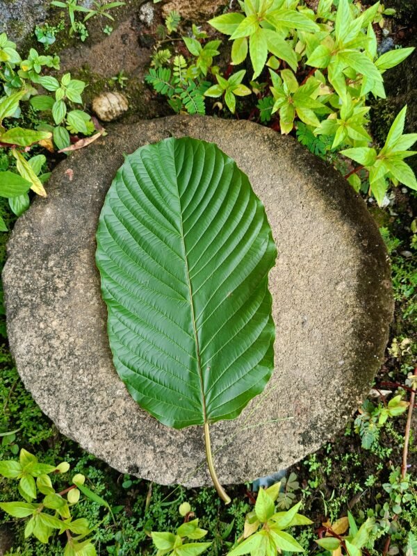 Kratom (Mitragyna speciosa)