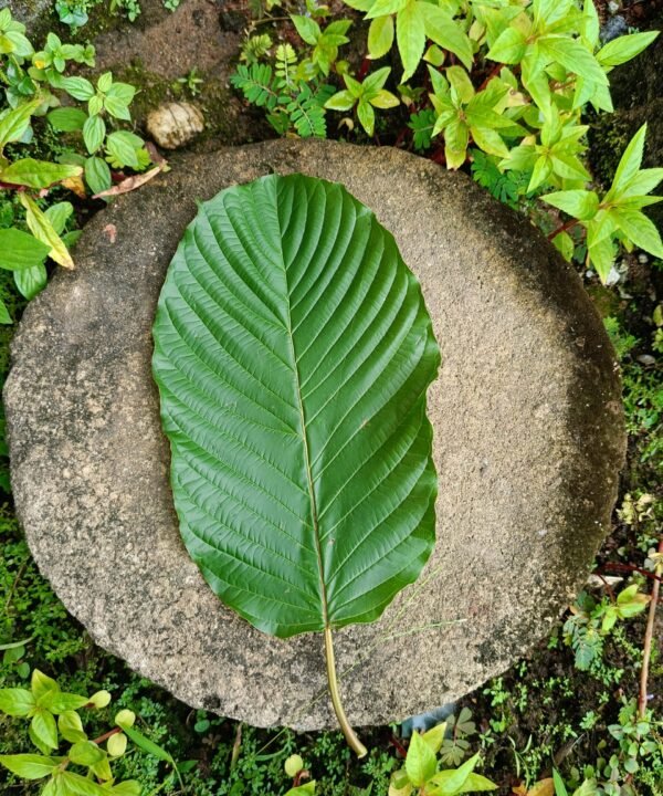 Kratom (Mitragyna speciosa)